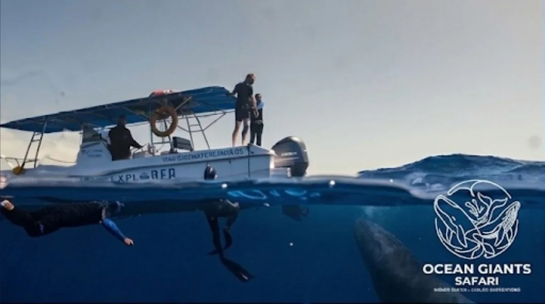 View from the boat of a sperm whale, snorkellers in the water