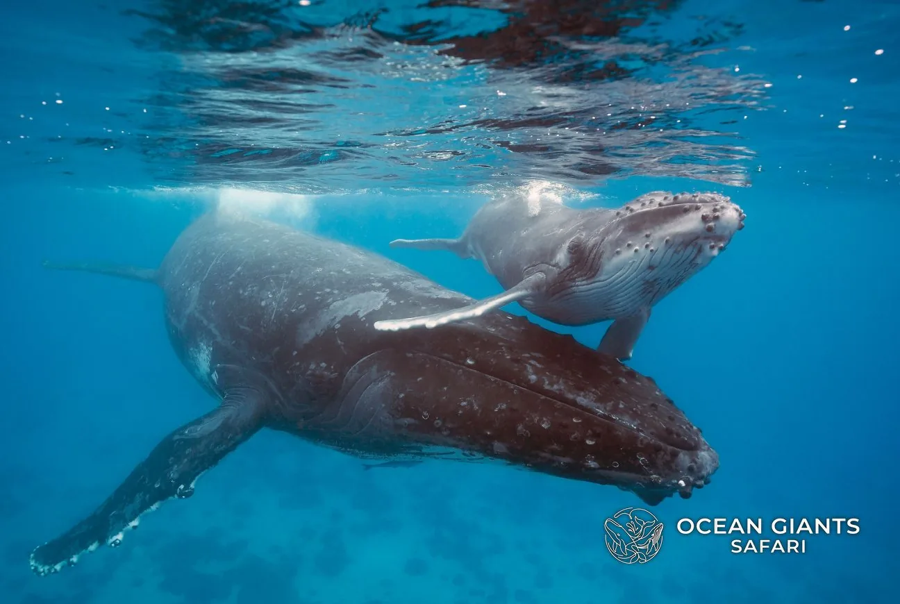 A humpback whale mother with her calf at the surface