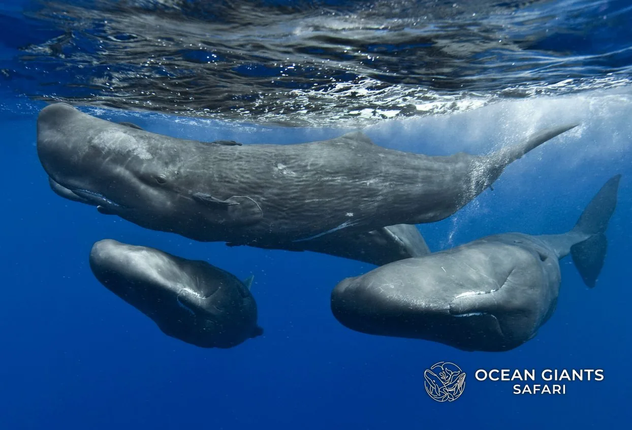A group of sperm whales just below the surface
