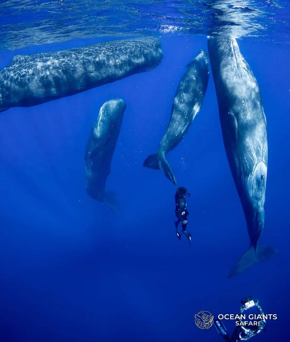 A group of sperm whales in open water