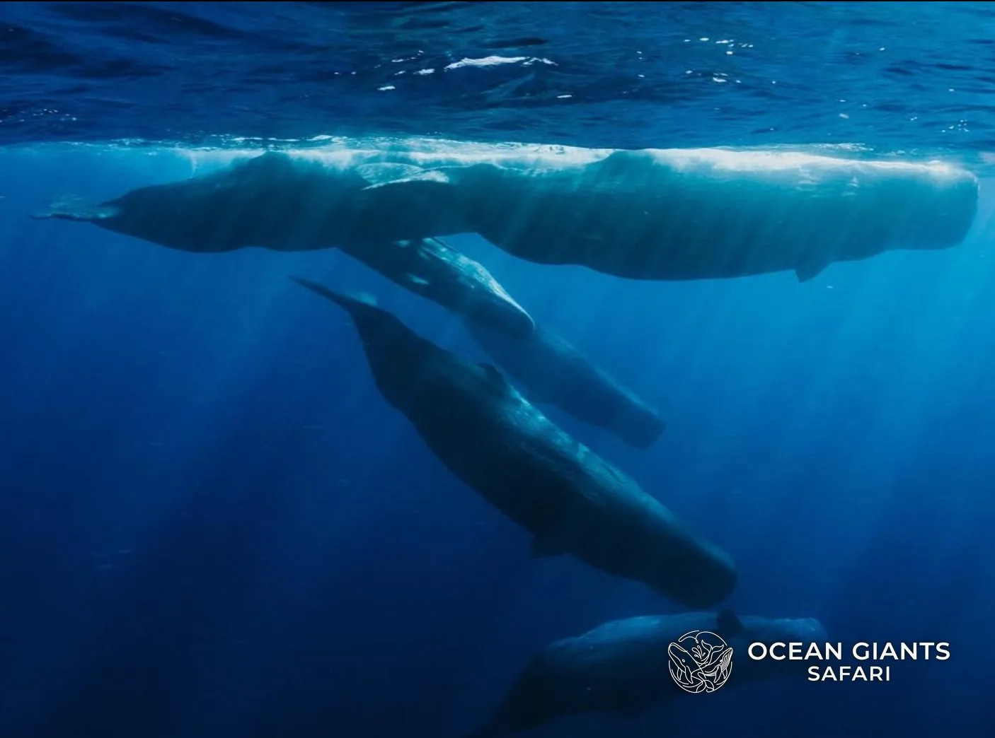 A group of sperm whales just below the surface