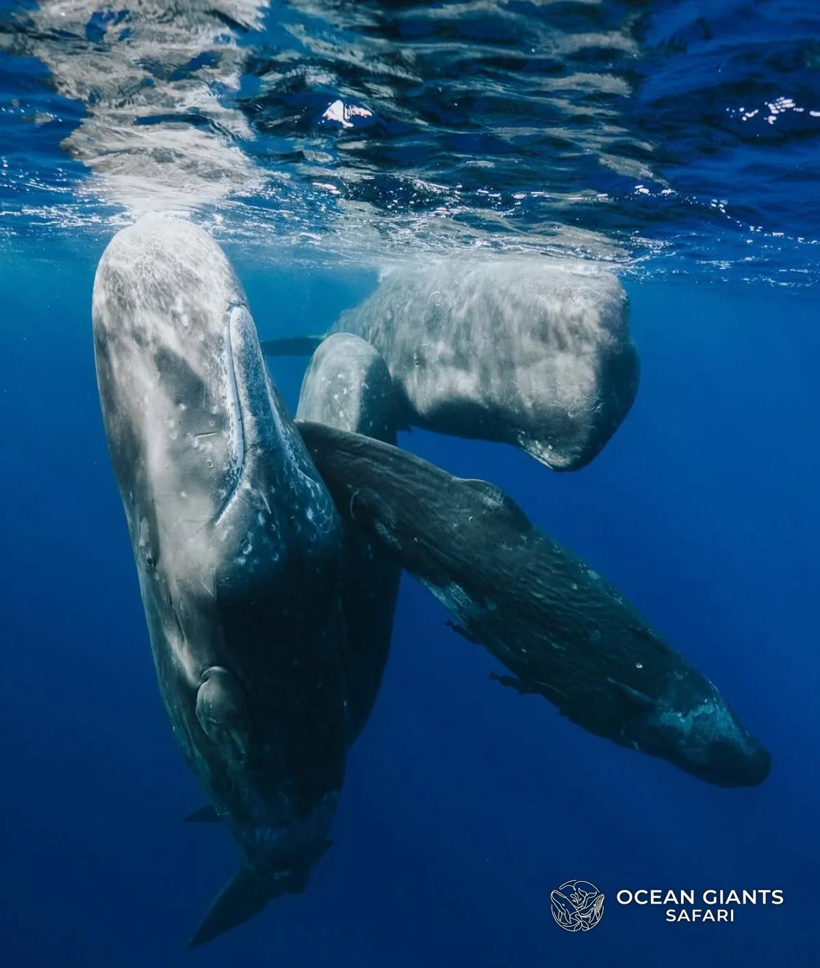 Sperm whales resting at the surface